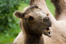 Kamel (26 von 108).jpg